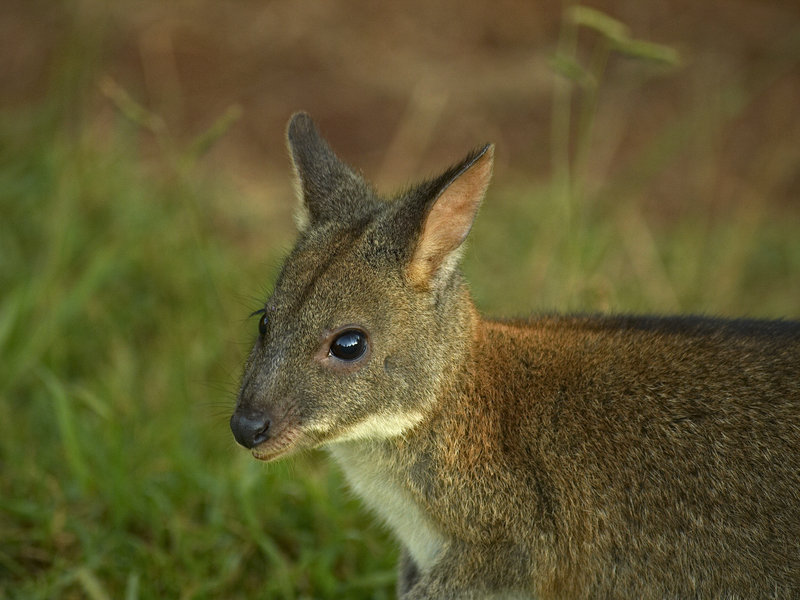 Lamington, Pademelon